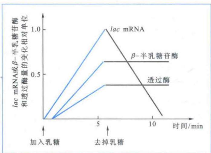 lac体系的“开—关”特性