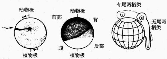 精子进入、灰新月与两栖动物前后及背腹轴