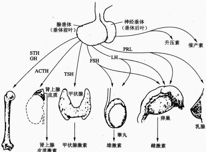 脑垂体结构及主要激素