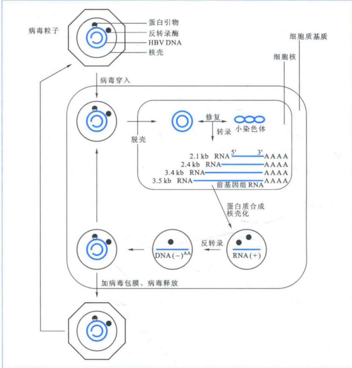 HBV由共价闭环DNA经前基因组RNA完成复制的模型