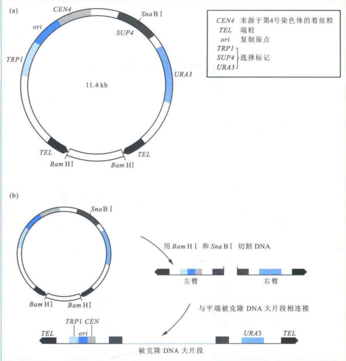 YAC载体结构及大片段克隆策略