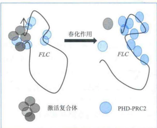COLDAIR和COLDWRAP形成染色质环并招募PRC2抑制FLC