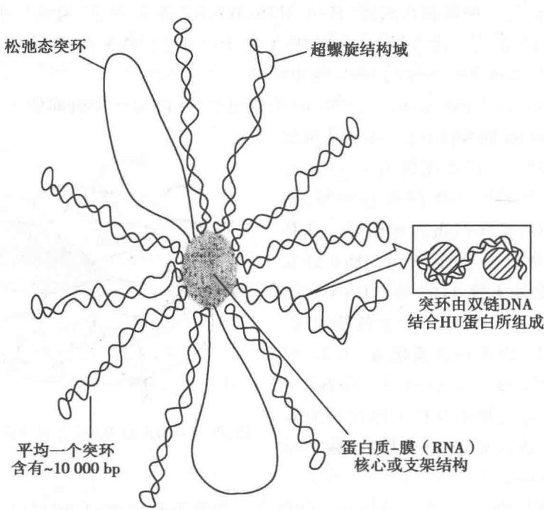 细菌拟核的突环结构