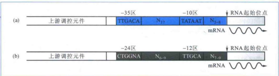 sigma70与sigma54识别不同启动区