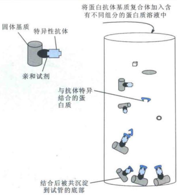 免疫共沉淀原理