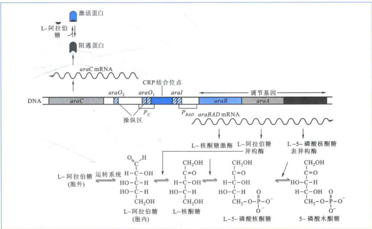 ara操纵子上游调控区的序列与功能