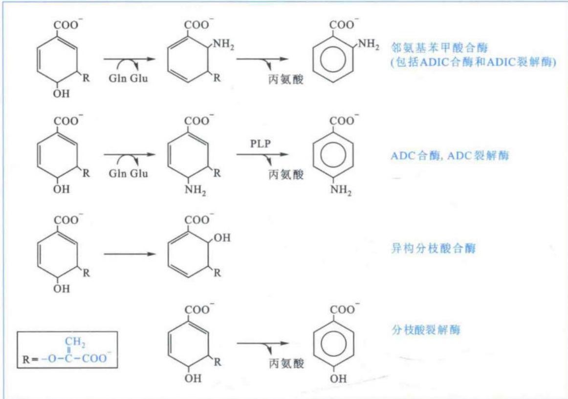 参与分枝酸代谢的主要酶系统