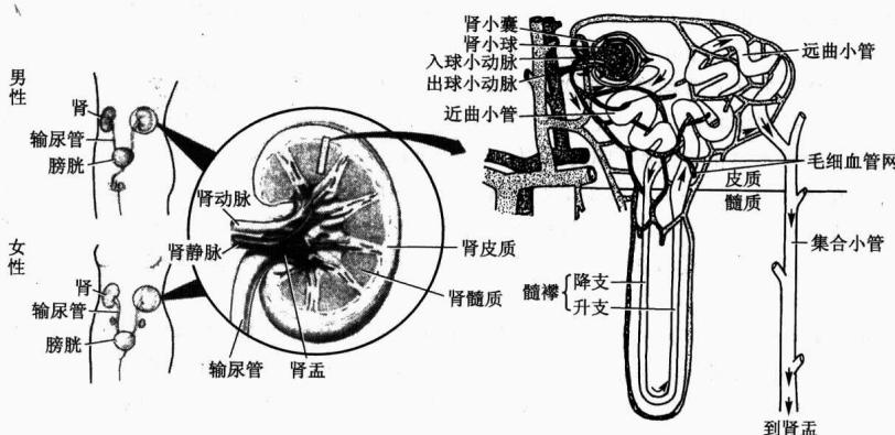 肾和肾单位的结构