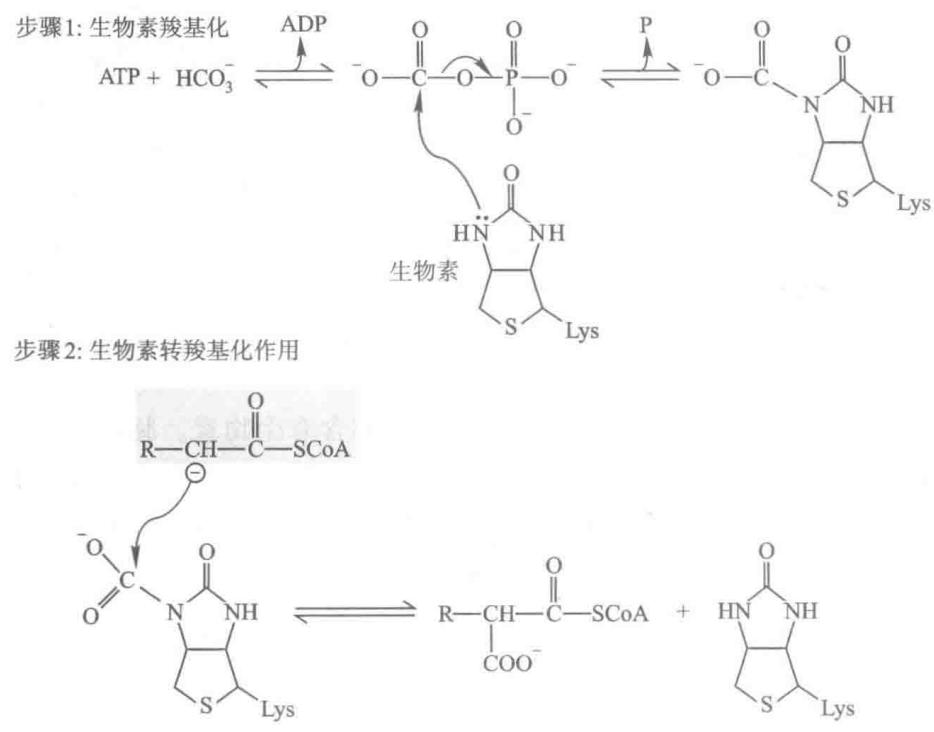 生物素羧化及转羧基机制(下)