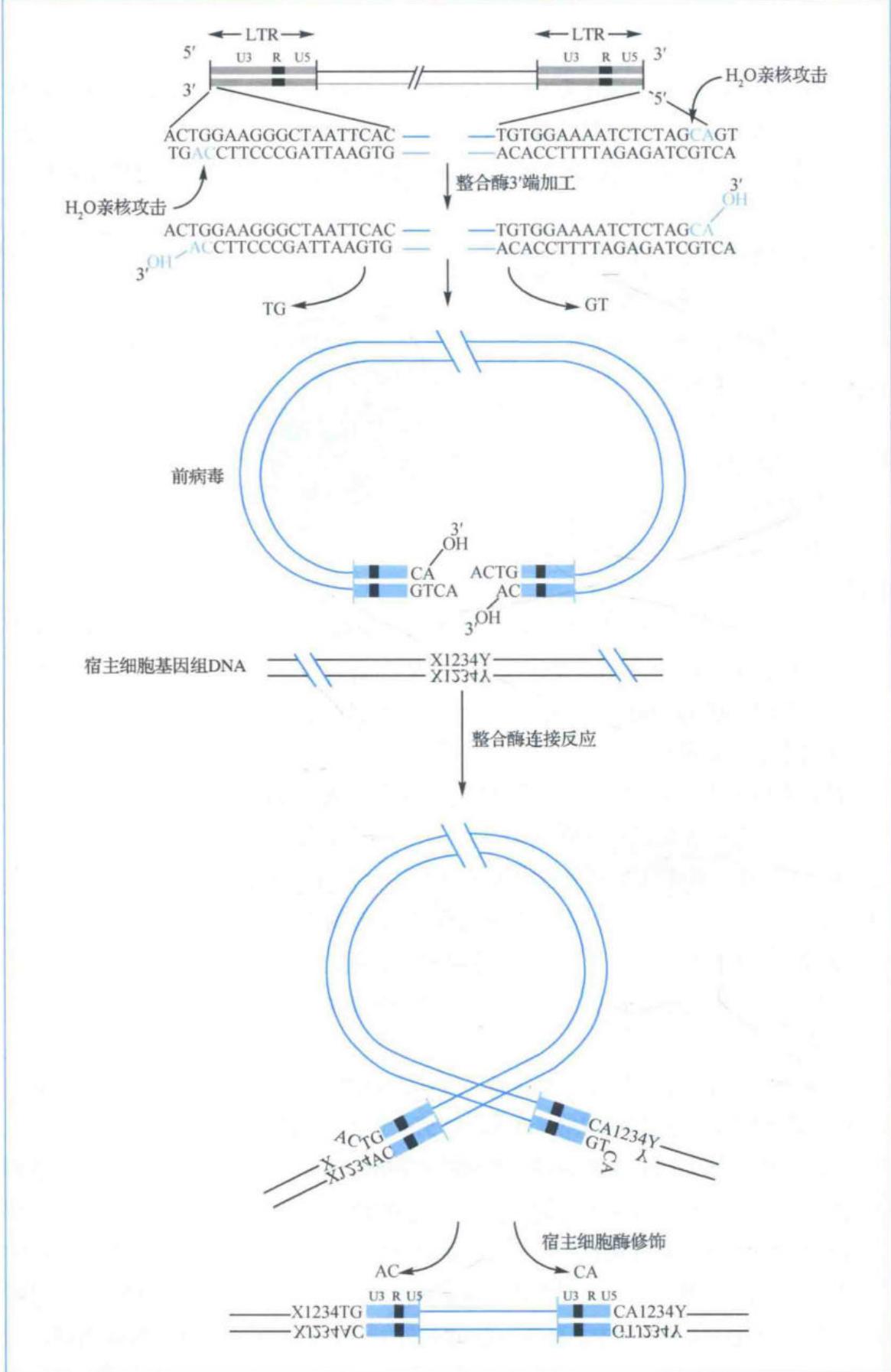 反转录病毒双链DNA整合入宿主基因组