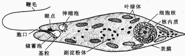 眼虫的单细胞结构及主要细胞器