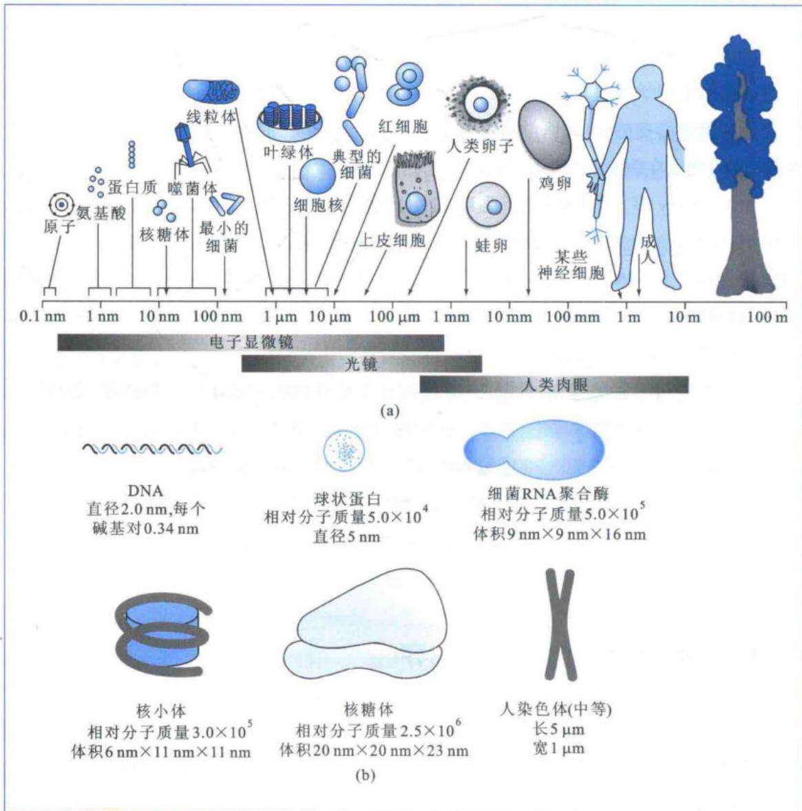 生物世界的长度和体积比较