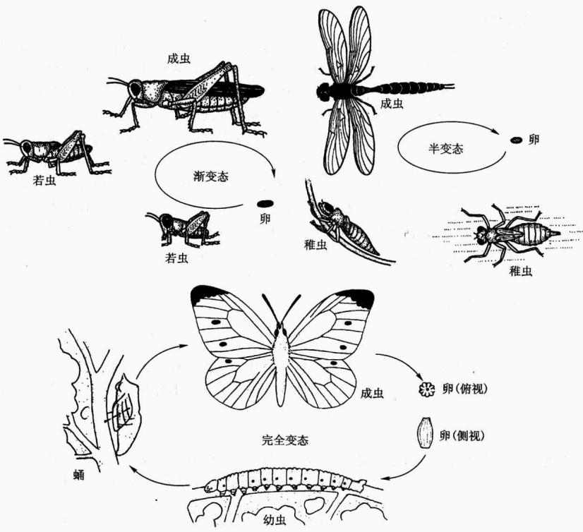 昆虫不完全变态与完全变态比较