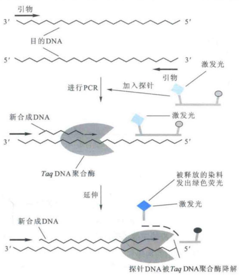 TaqMan探针的淬灭与荧光释放