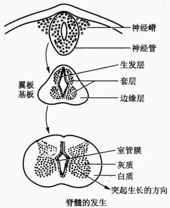 神经管分化形成脑和脊髓