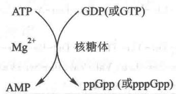 严紧反应中ppGpp和pppGpp的合成