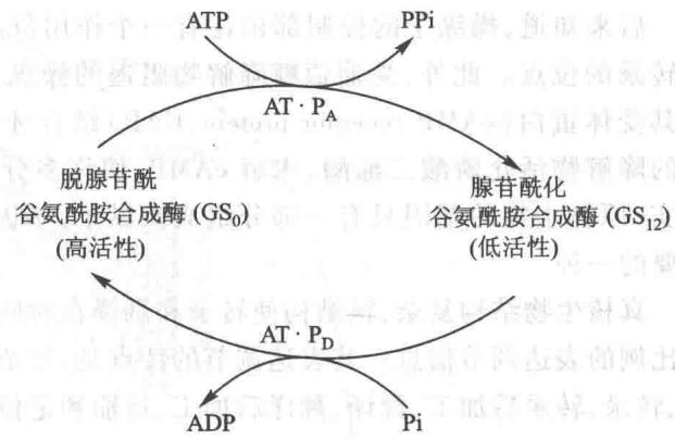 谷氨酰胺合成酶的可逆共价修饰调节