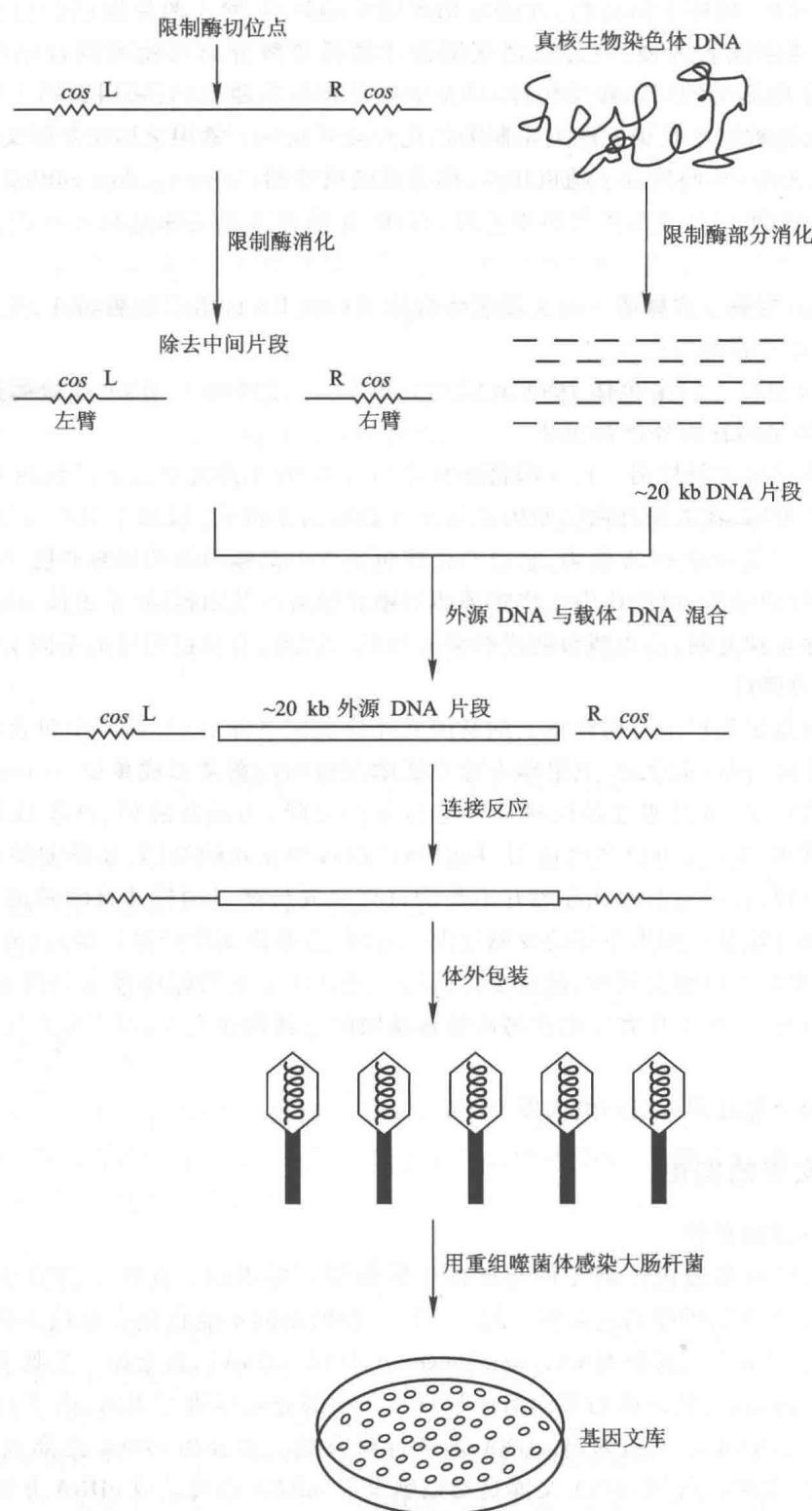 基因组文库的构建