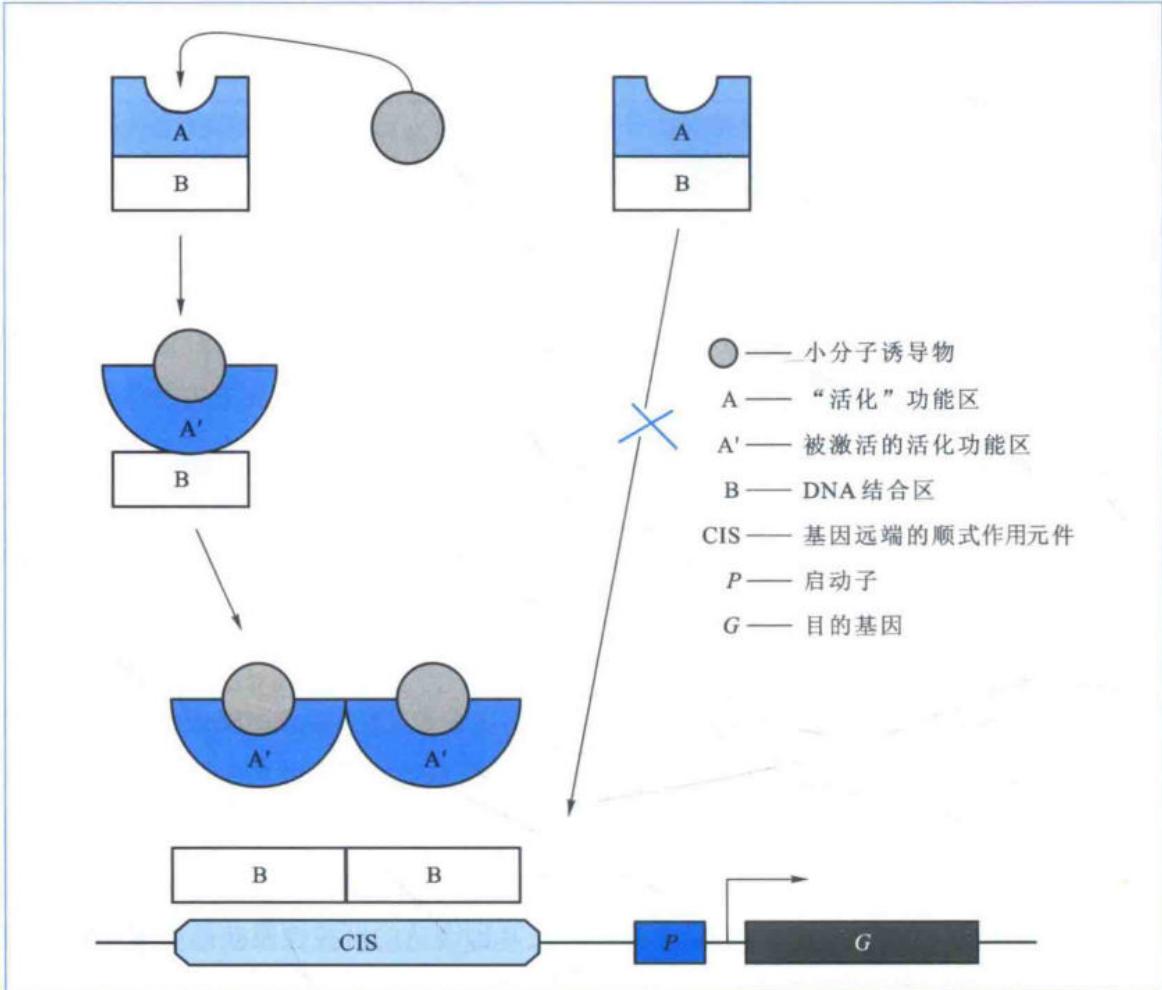 导入基因的表达诱导框架