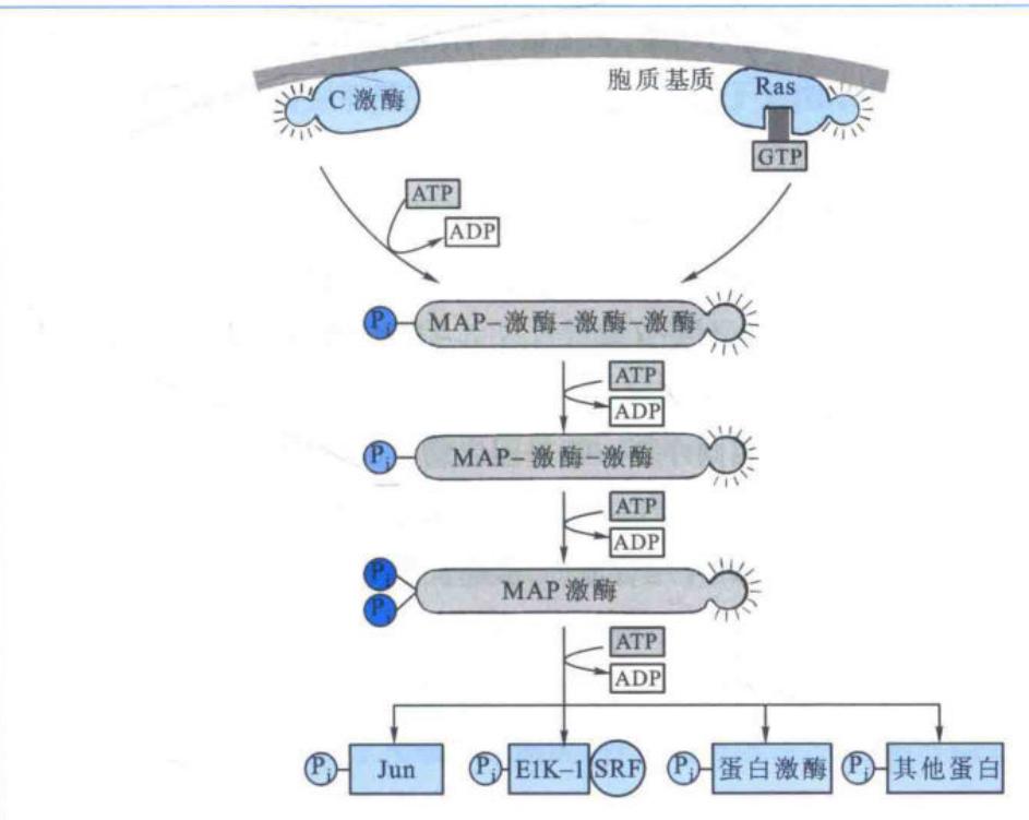 Ras和PKC引发的MAP激酶级联磷酸化