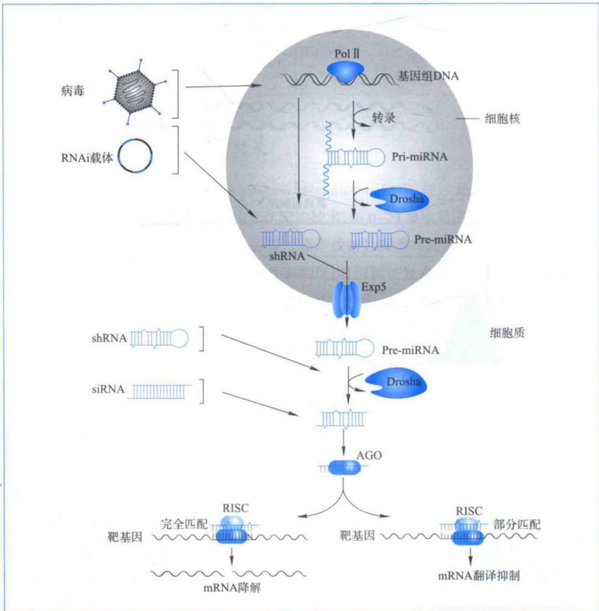 RNAi作用机制