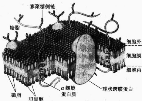 生物膜的流动镶嵌模型