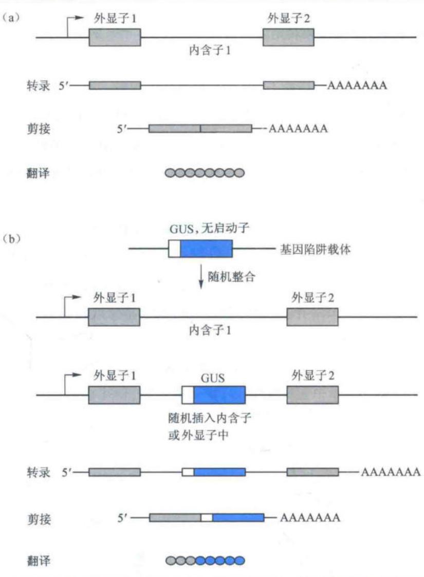 基因捕获法原理