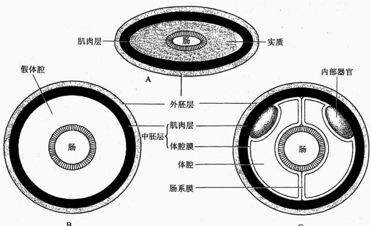 无体腔、假体腔与真体腔的胚层关系