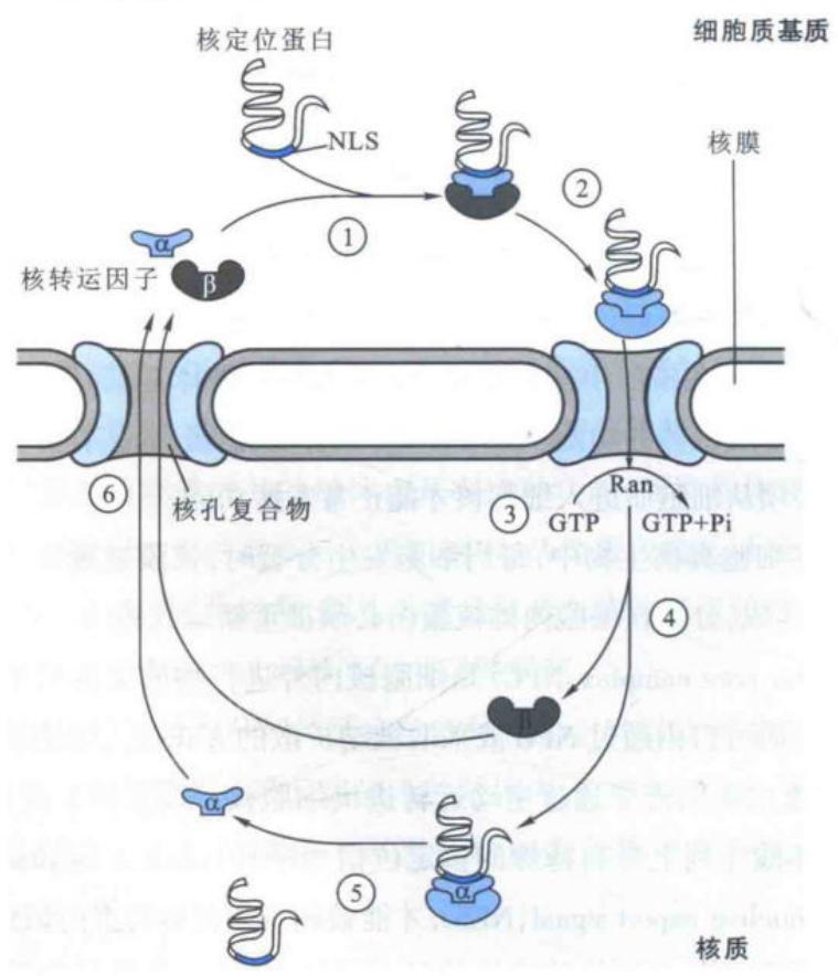 核定位蛋白跨核膜运转