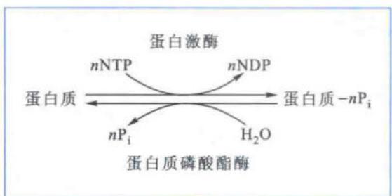 蛋白质磷酸化与去磷酸化循环