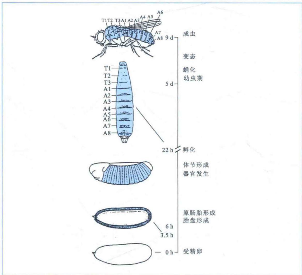 果蝇从胚胎、幼虫、蛹到成虫的发育时期