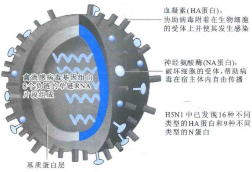 禽流感病毒颗粒的主要结构蛋白及功能