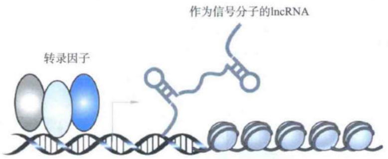 lncRNA作为具有时空特异性的信号分子