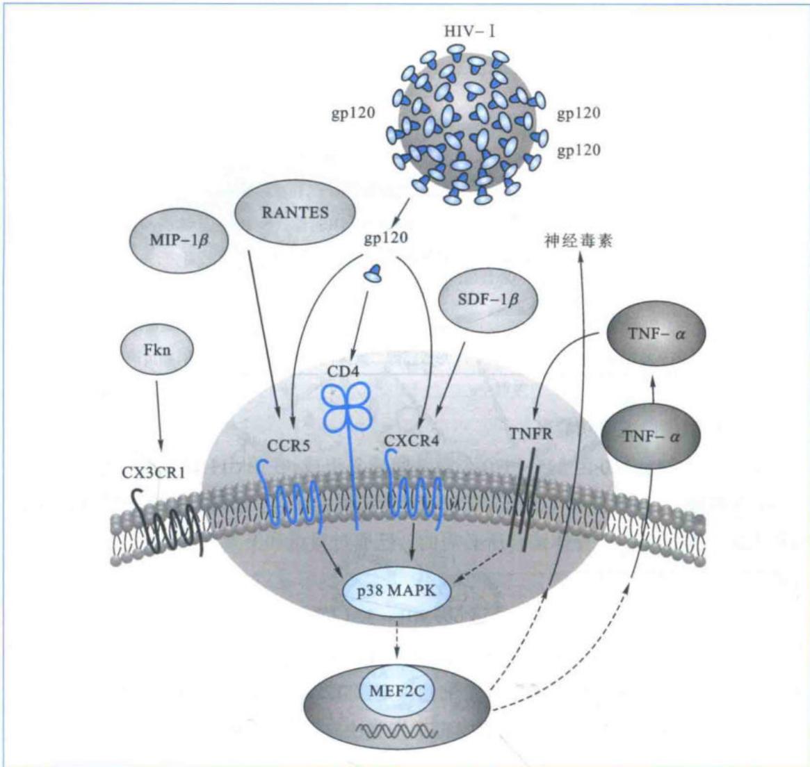 HIV-I与CD4及辅助受体相互作用