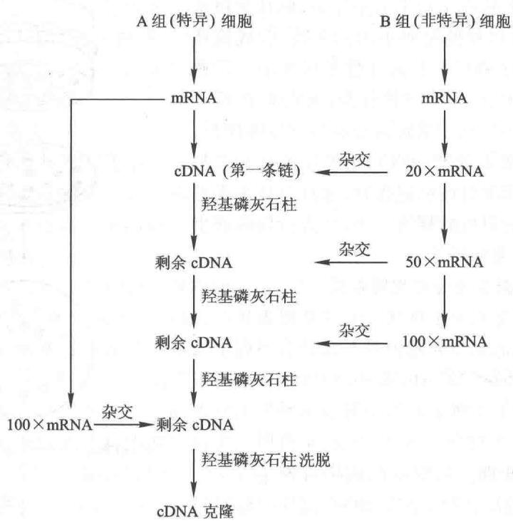 消减杂交分离特异cDNA