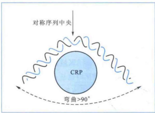 CRP-cAMP使模板DNA弯曲超过90度