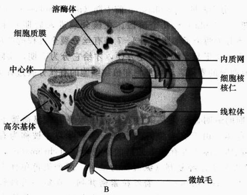 动物细胞的主要结构