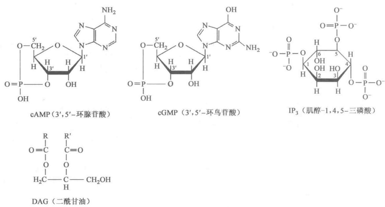 某些第二信使的化学结构