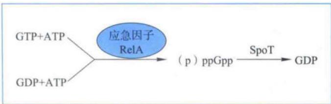 ppGpp的合成与降解