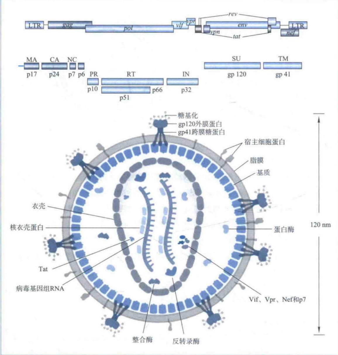 HIV-I基因组结构及主要蛋白