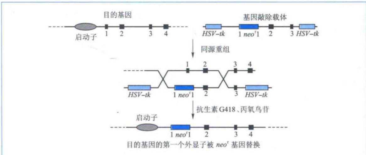 PNS法筛选发生同源重组的细胞