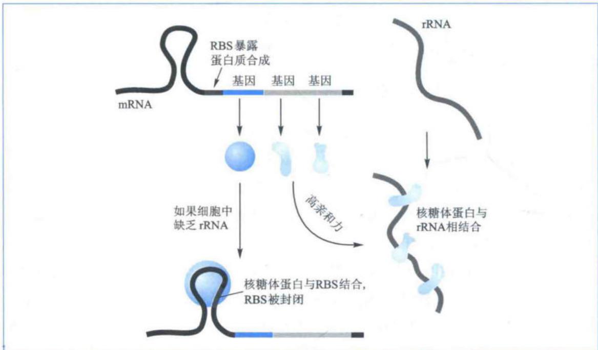 核糖体蛋白对自身mRNA翻译的反馈抑制