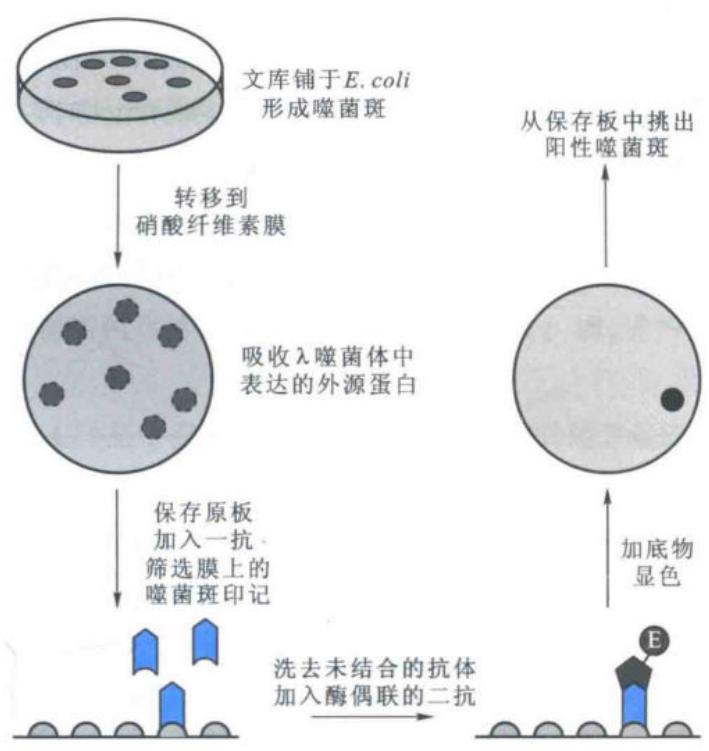 免疫化学法筛选噬菌体表达文库