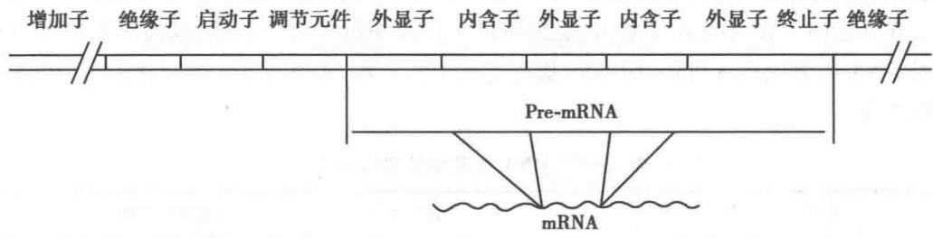 真核生物基因结构