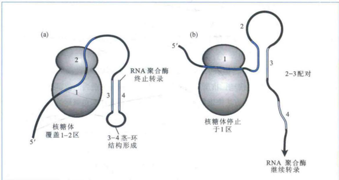 高、低色氨酸条件下trp操纵子的转录与翻译调控