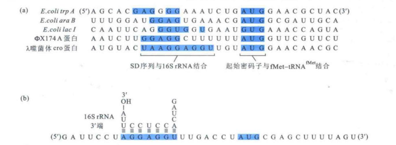 原核mRNA的SD序列与16S rRNA互补
