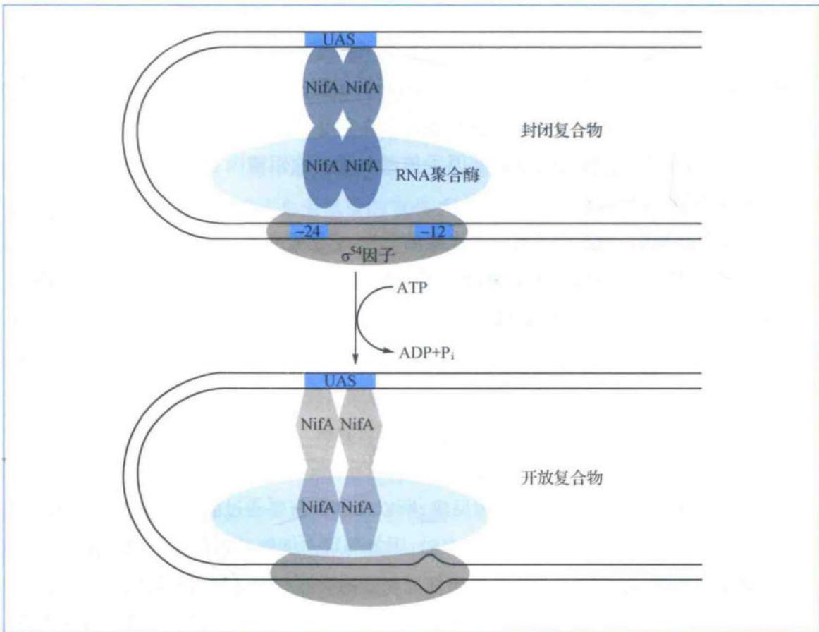 NifA与sigma54激活nif基因转录