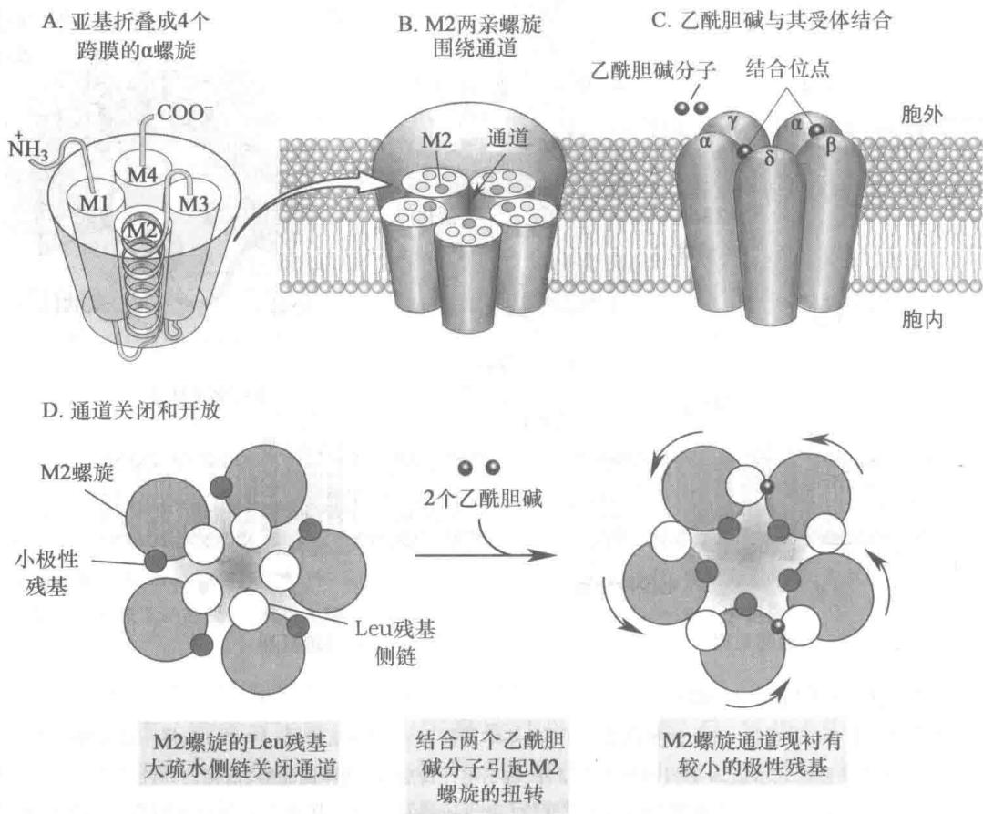 乙酰胆碱受体离子通道