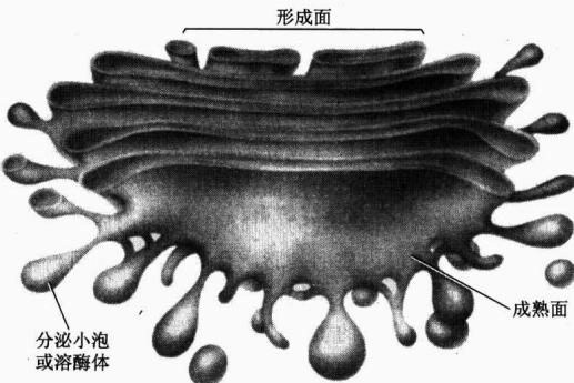高尔基体扁囊和囊泡结构