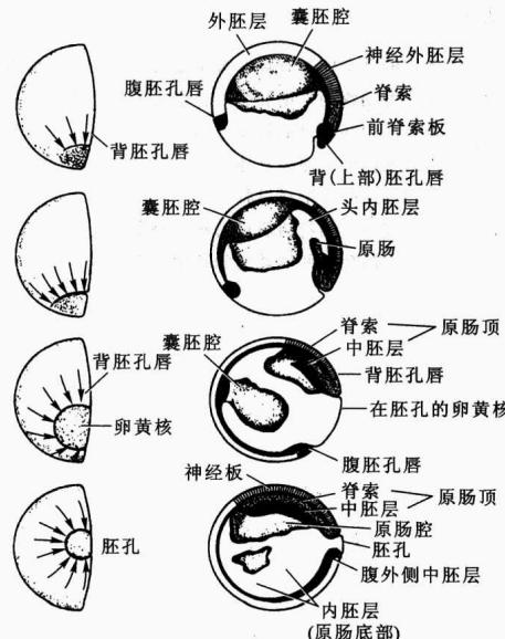 蛙胚囊胚、背胚孔唇和原肠形成过程